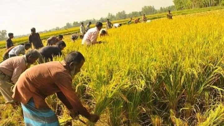 পুরাদমে_ধান_কাটা_শুরু_দাম_কম_হওয়ায়_উৎপাদন_খরচ_উঠছে_না_চাষীদের